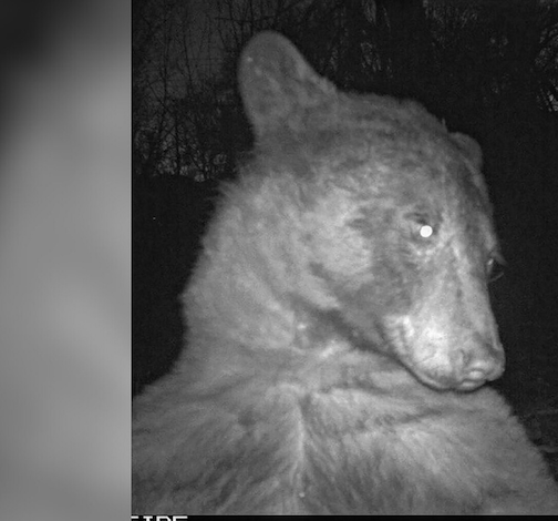A bear selfie.