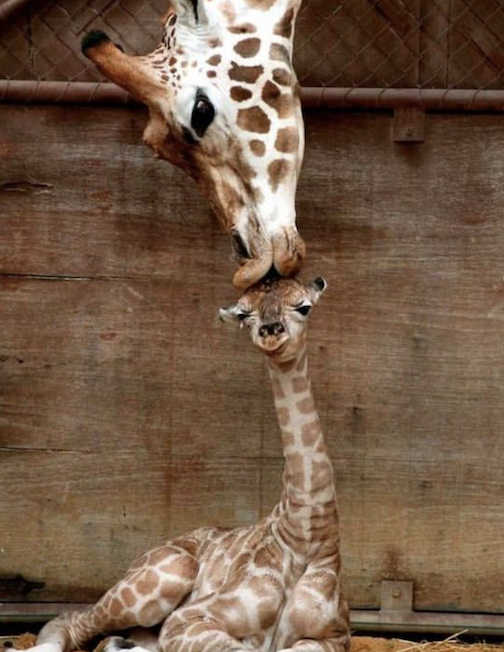 A mama's kiss. Photographer unknown.