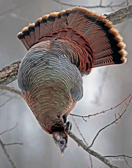 A matter of balance. A Wild Turkey near Hibbing by John Heino.