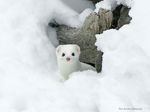 A winter weasel by Paul Sundberg.