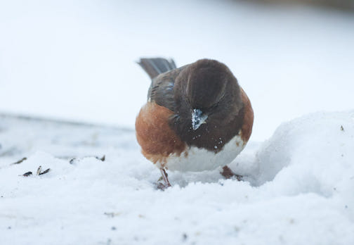 An Eastern Towhee in Tofte by Thomas Spence.