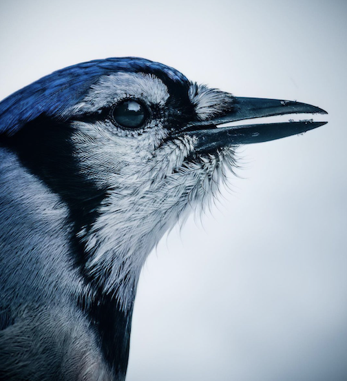 Blue Jay by Josh Romaker.