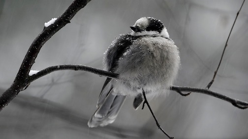 Canada Jay in the heart of winter by Jim Brandenburg.