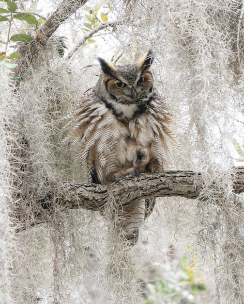 Great Horned Owl in winter by Mark Schocken.