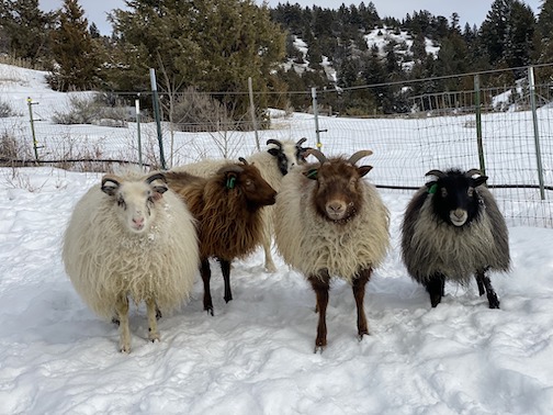 Icelandic sheep in Bozeman by Mary Boyle Anderson.