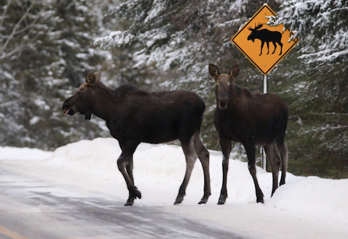 Moose crossing! By Katie Mumm.
