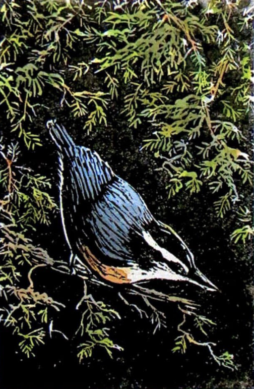 Nuthatch, woodcut by Brian Holden, is on view at the Thunder Bay Art Gallery in the NWO, Now exhibit.