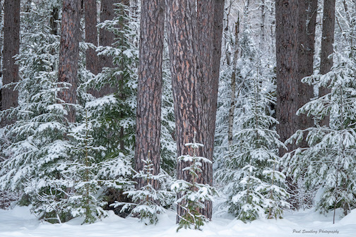 Washington Pines by Paul Sundberg.