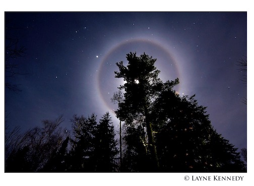 Winter Moon Dog over pines by Layne Kennedy.