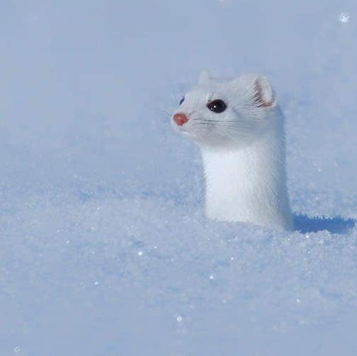 Winter weasel by Sungho Lee.
