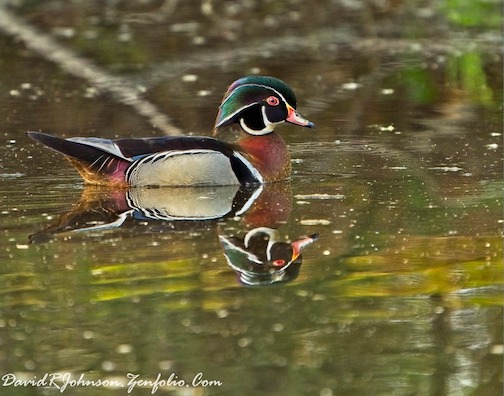 A morning with a Wood Duck by David Johnson.