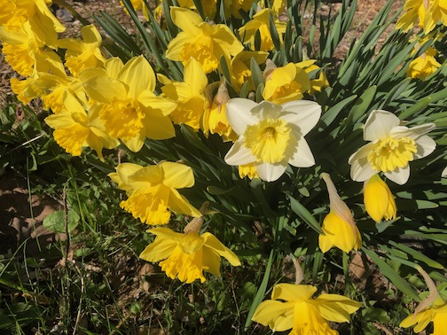 Daffodils in Grand Marais by Joan Farnam.