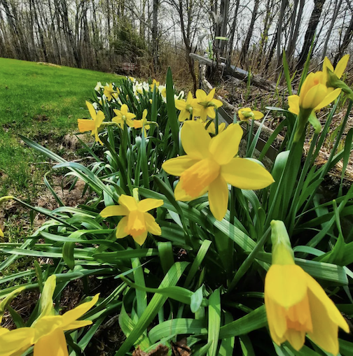 Daffodils on Good Harbor Hill by Staci Drouillard.