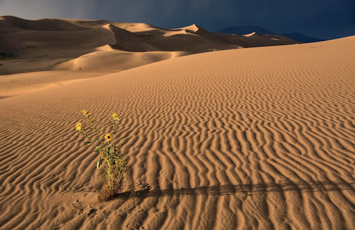 Death Valley sunflower courtesy of the National Park Service.