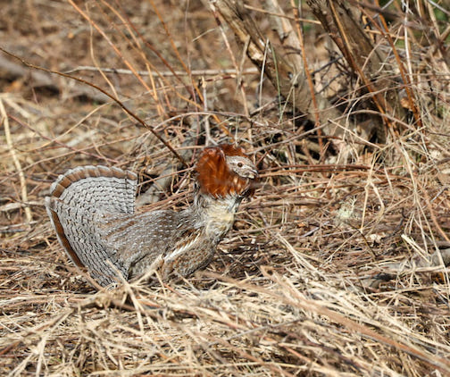 Red Phase Ruffed Grouse lookin' for love today by Thomas Spence.