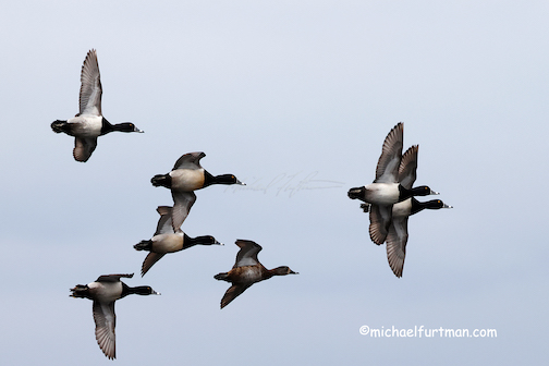 Ring-necked Ducks courtship flight  by Michael Furtman.