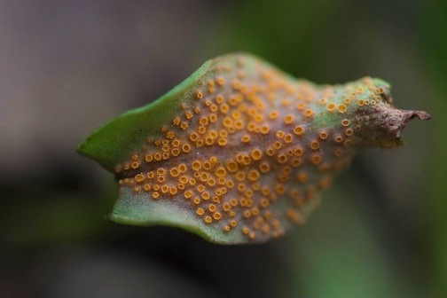 Rust spores on Spring Beauty leaf by Chuck Olsen.