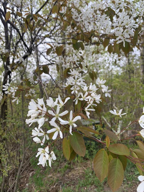 Serviceberry/Saskatoon/Juneberry bush showing off its spring splendor by Jim Boyd.