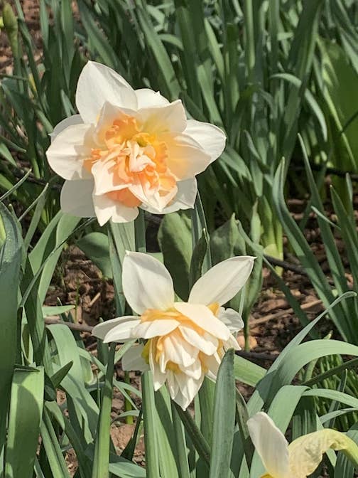We call these Maryl's  Dafs. Photo by Jim Boyd.