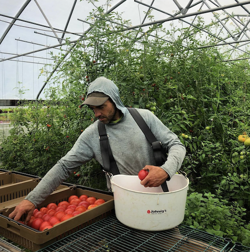 It's tomato Month at the Grand Marais Farmer's Market. which is held from 4:30-6 pm. Pictured is Ian Andras of Creaking Tree Farm, one of the vendors.