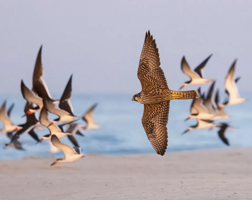 A Peregrine Falcon chases after Skimmers, who group together to make a harder target Photo by Steffen Foerster.
