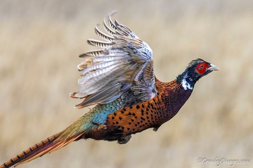 Male (Rooster) Ring-necked Pheasant in flight.