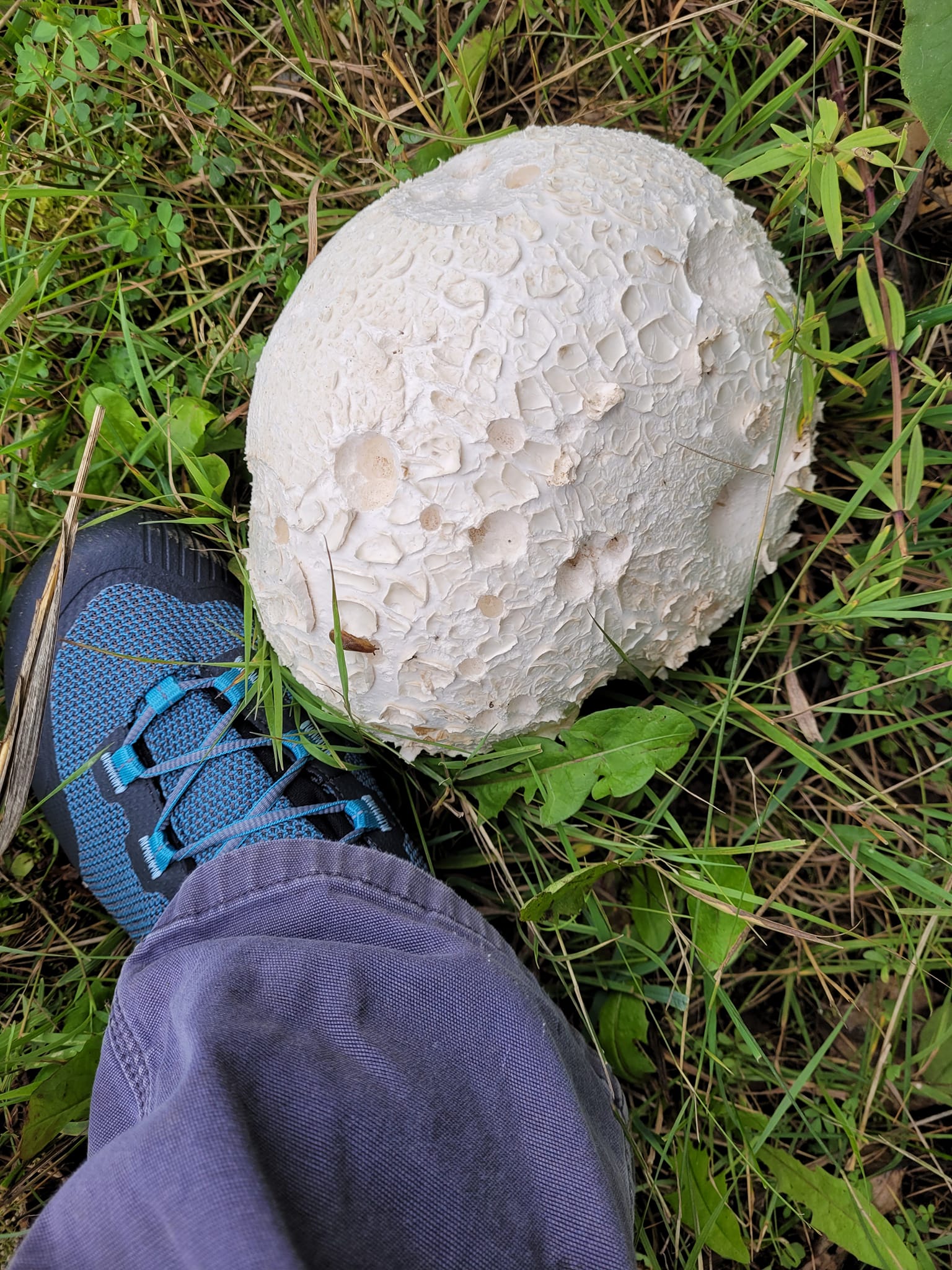 Check out this Puffball, yo. by Cathy Quinn.