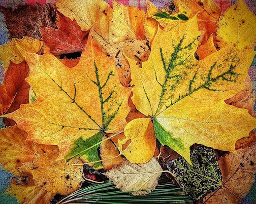 Fallen leaf Collection by Don Davison.
