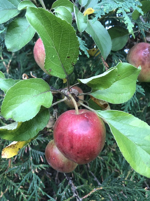 It's apple season. Photo by Joan Farnam.