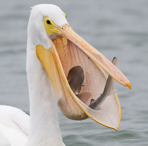 Lunch for a White Pelican by Mark Smith.