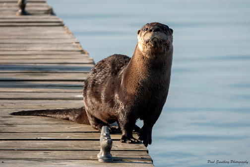 Mama Otter on the North House dock,  by Paul Sundberg.