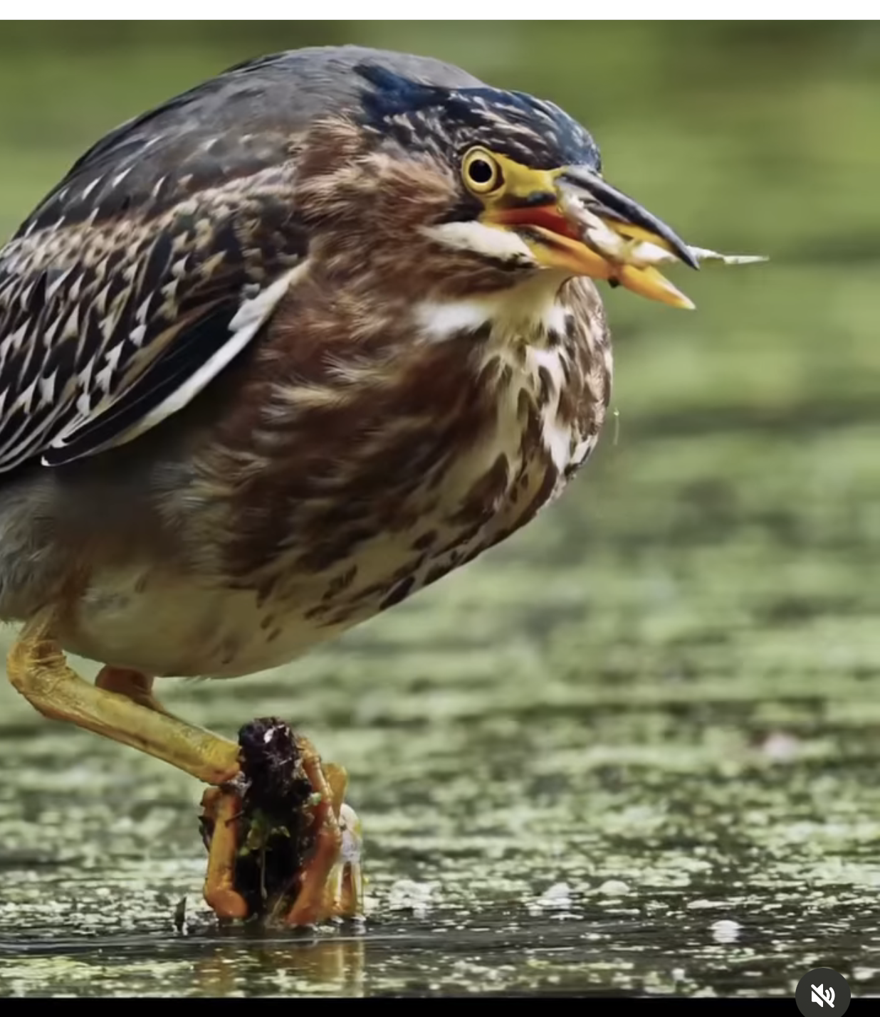 Green Heron holds its youngster close by Mukul Soman.