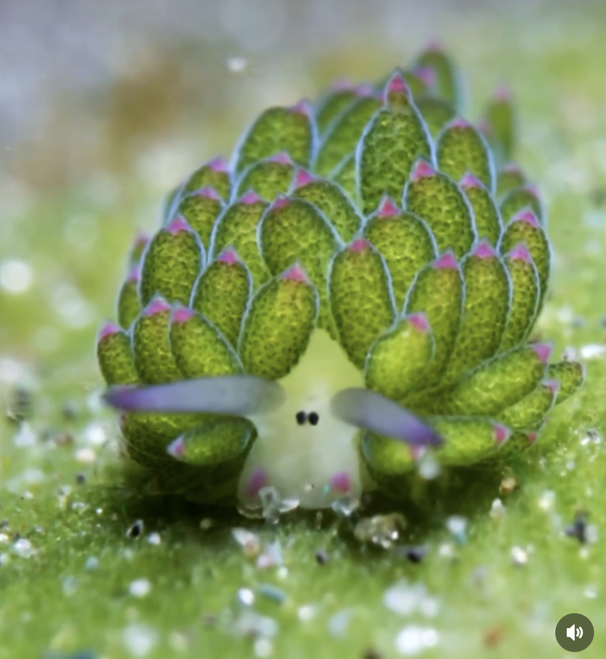 Meet the Sea Sheep, a tiny ocean slug. Photo courtesy of Ocean Life.