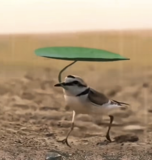 An umbrella for a Ringed Plover. Photographer unknown.