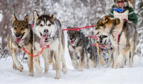 The Gunflint Mail Run Sled Dog Race , which was set for Jan. 6, has been postponed due to lack of snow.