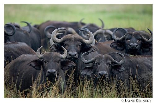 Cape Buffalo in Kenya by Layne Kennedy