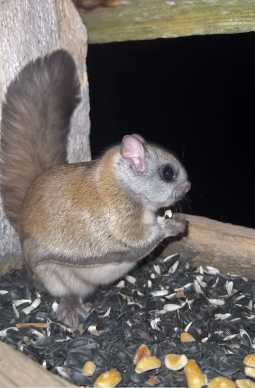 Our resident Flying Squirrel has a snack by Chuck Olsen.