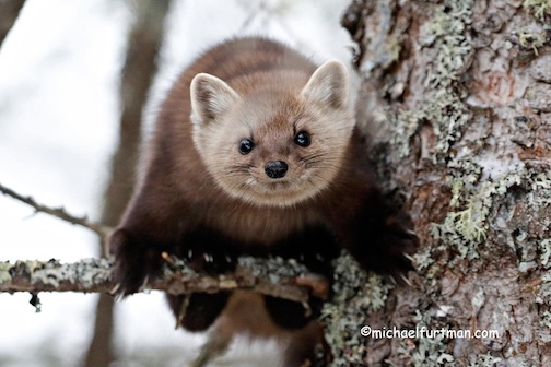 Are you lunch? Pine Marten by Michael Furtman.