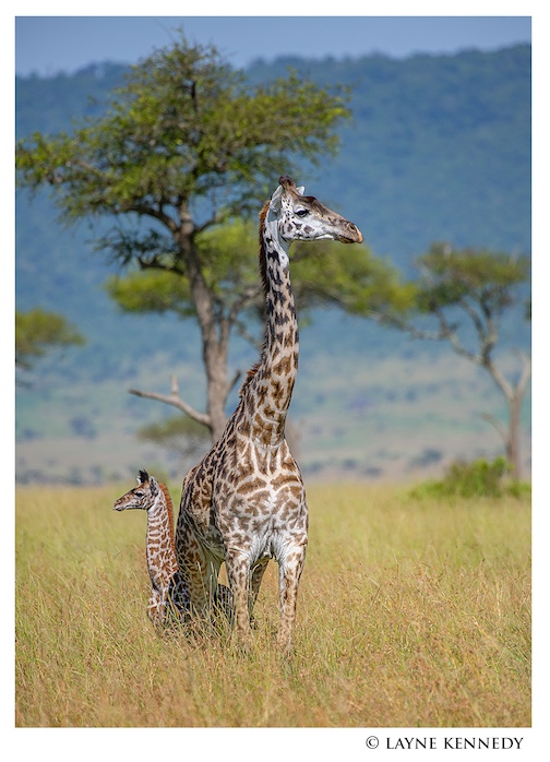 Mother and her nborn on the Massia Mara in Kenya by Layne Kennedy.