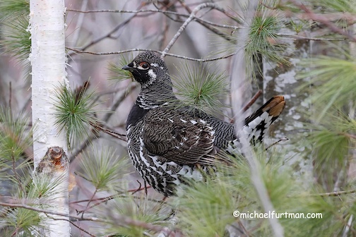 Spruce Grouse by Michael Furtman.