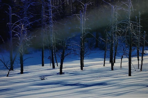 Sunrise in the winter-blue forest by Chuck Olsen.