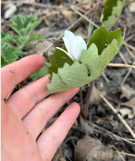 A Medicinal Plant Walk will be held at Artist Point June 14.