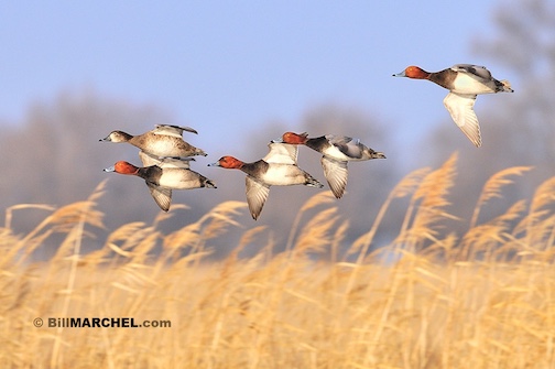 A courtship flight of Redhead Ducks is low over a stand of phragmites that are bowing to the wind by Bill Marchell.