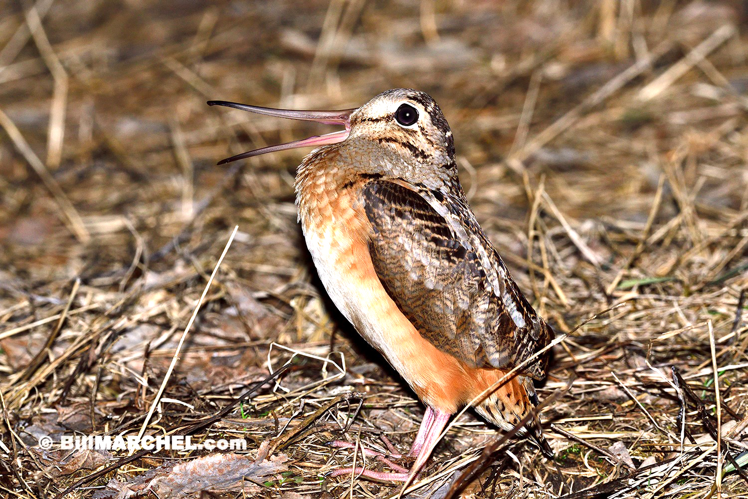 American Woodcock is performing the ground portion of “Sky Dance”, the remarkable springtime courtship display by Bill Marchel.