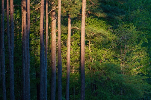 Little Tallapoosa Campground 001.