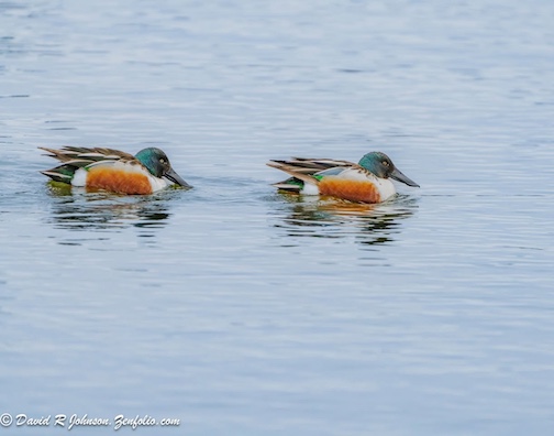 Northern Shovelers by David Johnson.