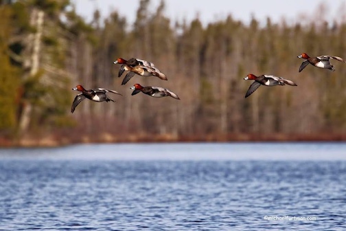 Spring arrival by Michael Furtman.