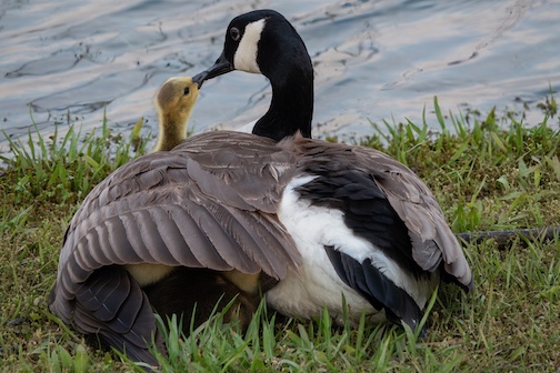 A tender moment by Paul Sundberg.