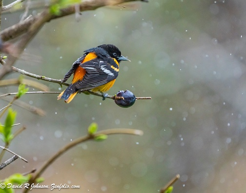 Baltimore Oriole enjoying a grape, not the snow by David Johnson.