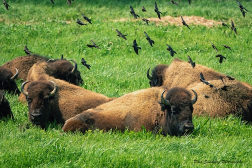 Bison in the Lakes Recreation area National Forest in Kentucky by Paul Sundberg.